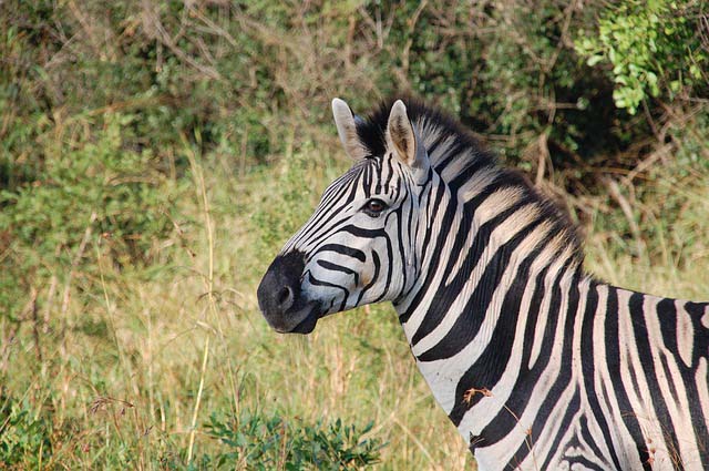 This is an image of a zebra in the wild