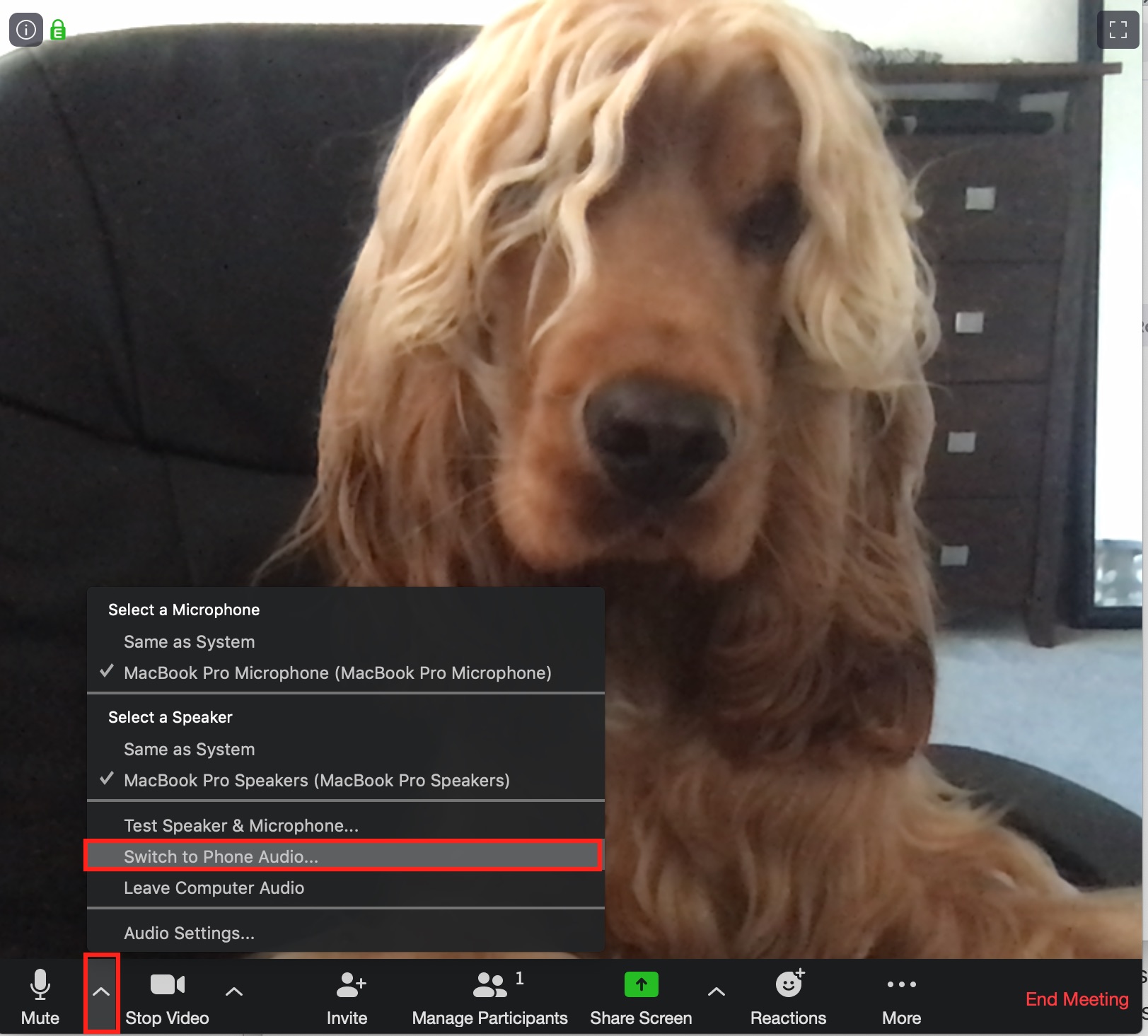 Dog on zoom call - instructions for switch to phone audio