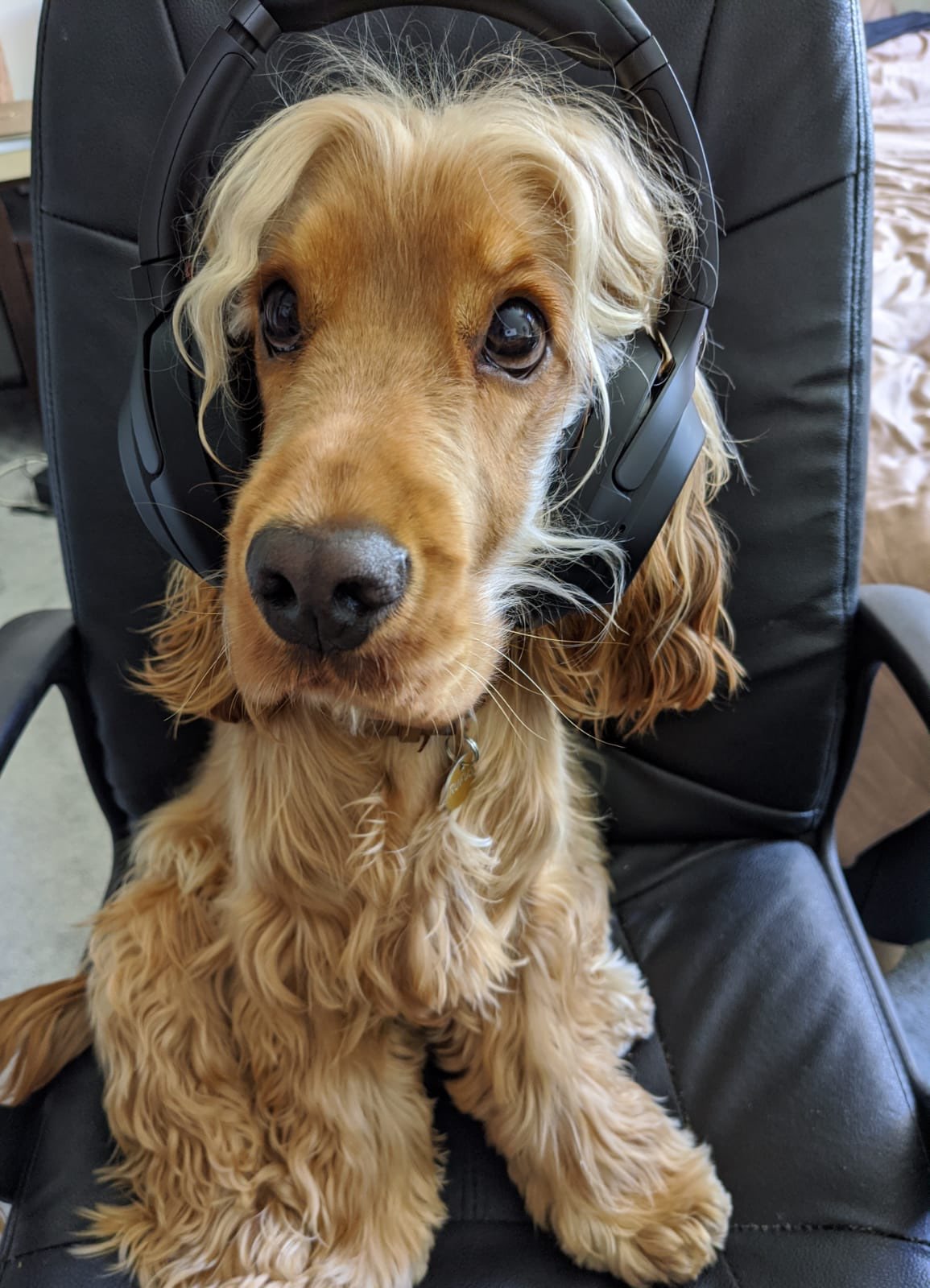Dog sitting on chair wearing headphones