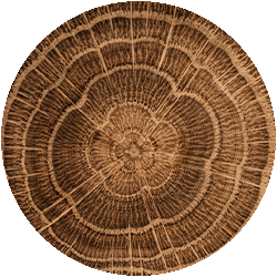 rings of an oak tree 