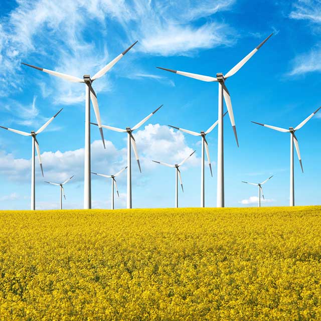 wind turbines in a field