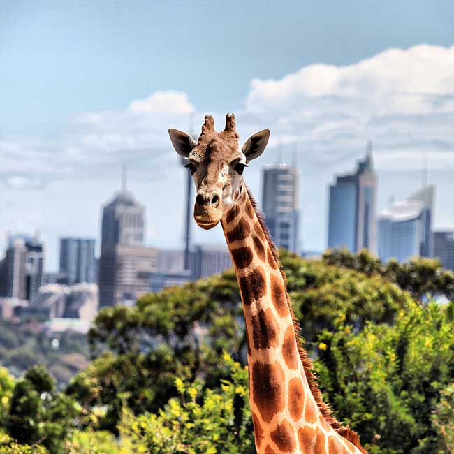 Giraffe at Taronga Zoo by Eva Rinaldi via Wikimedia