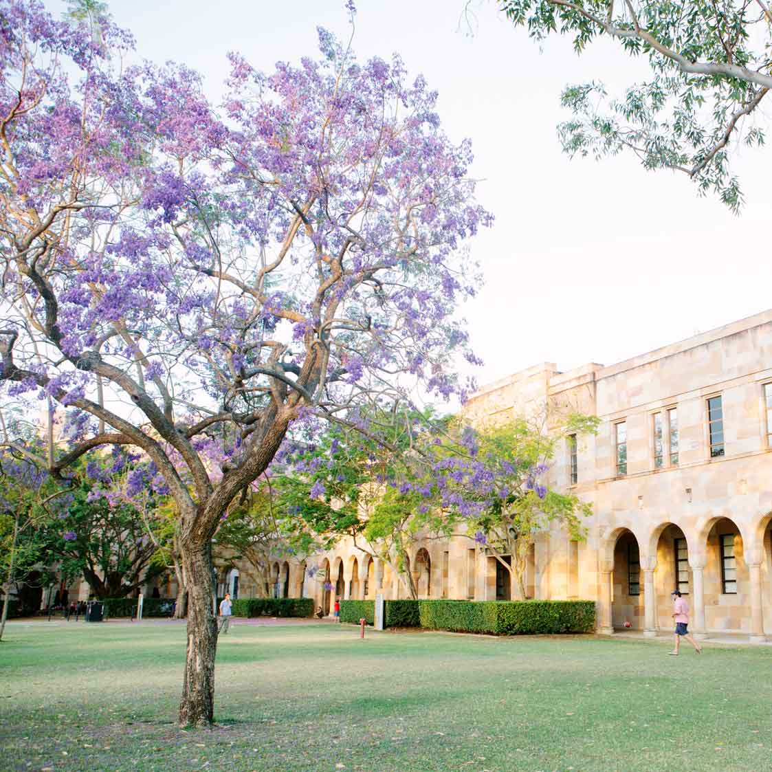 This is an image of a jacaranda tree in the middle of UQ's Great Court