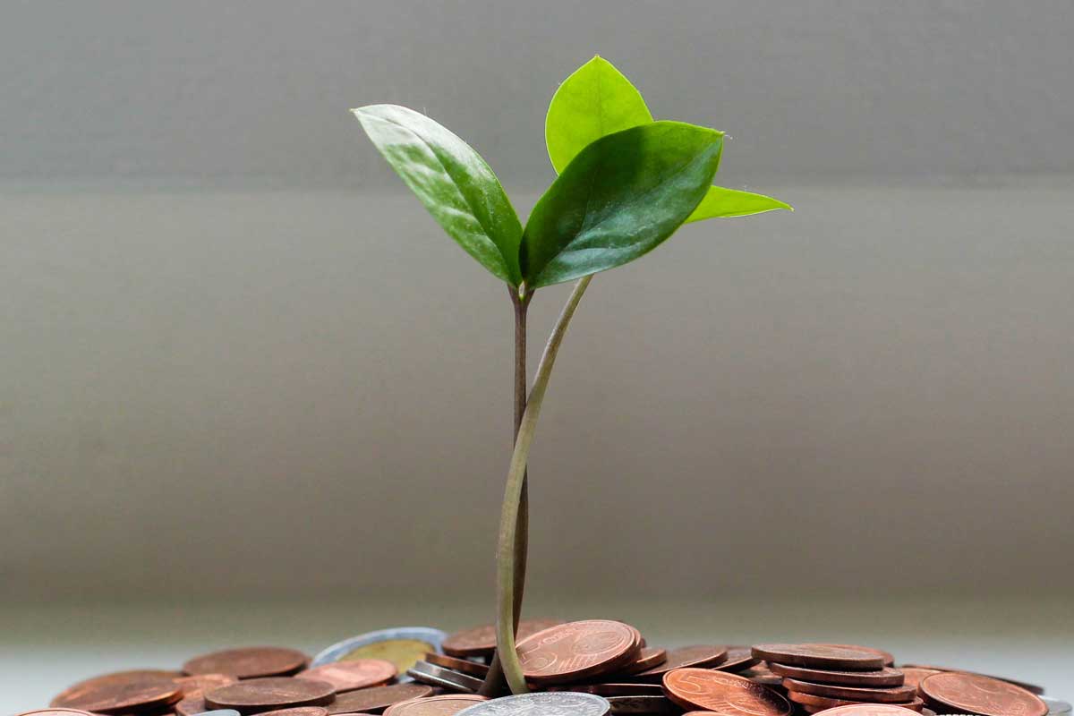 pot plant on top of coins