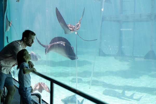 Man and young child watching rays in a large aquarium