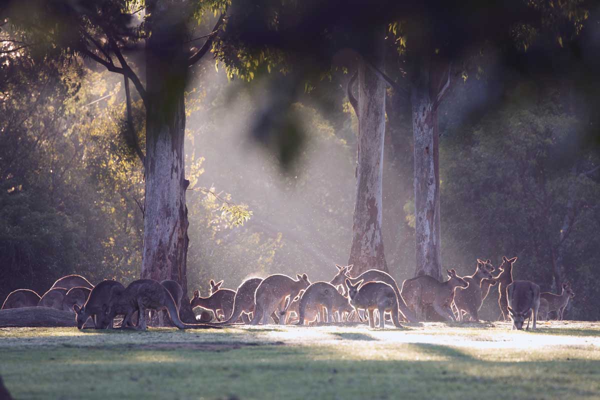 Kangaroos at Lone Pine