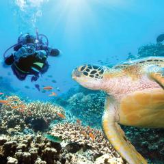 Scuba diver with turtle