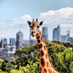 Giraffe at Taronga Zoo by Eva Rinaldi
