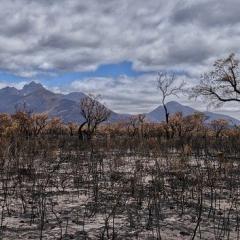 This is an image of burnt trees and damage caused by a bushfire