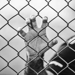 This is a black and white image of a hand gripping a chain link fence