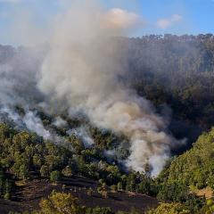 This is an image of smoke from a bushfire billowing out from treelined hills
