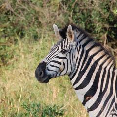 This is an image of a zebra in the wild