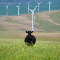 black cattle on meadow with wind turbines in the background