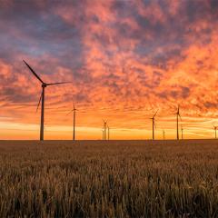 Wind turbines in a field at sunset.