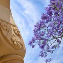 artistic photo of jacaranda, sandstone column and sky in UQ's Great Court