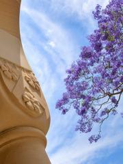 jacaranda tree and corver of sandstone great hall